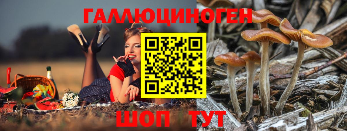 где купить наркоту  Кинешма  Псилоцибиновые грибы Psilocybe 